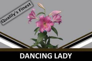 LYS LO DANCING LADY 95 2 F+